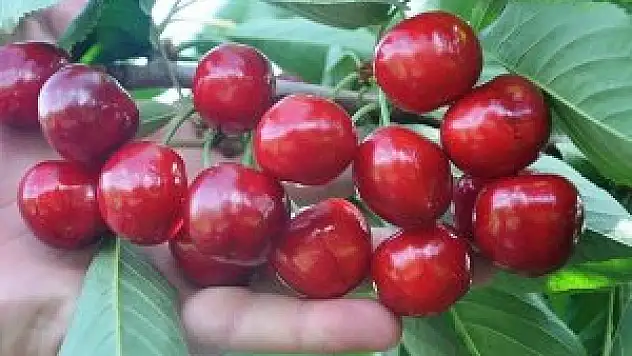 Kiraz ihracatında 'Rusya endişesi'