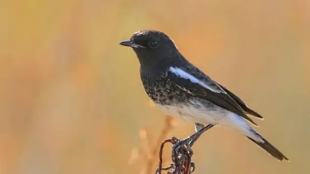 Türkiye'de ilk defa Kara Taşkuşu görüldü