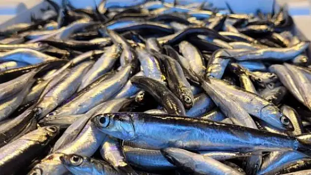 Karadeniz'de hamsi bolluğu: Fiyat yarı yarıya düştü