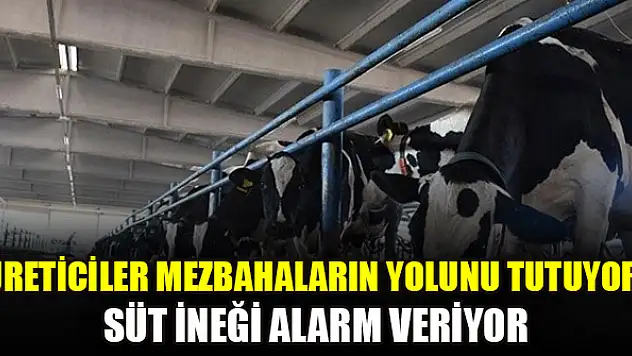 Üreticiler mezbahaların yolunu tutuyor: Süt ineği alarm veriyor