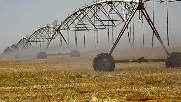 TİGEM'den dane mısır satışı