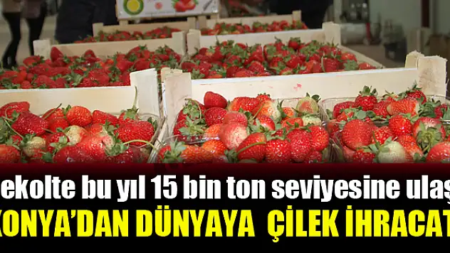 Konya'dan dünyaya organik çilek ihracatı