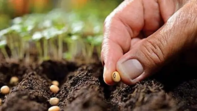 Tohumluk üretim ve pazarlama hakkı ihale ilanı