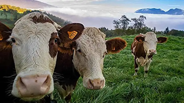 TİGEM'den büyükbaş hayvan satışı