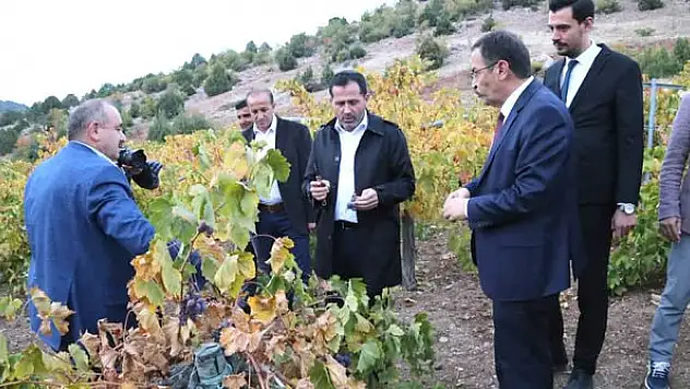 Milletvekili Altunyaldız  üzüm hasadı yaptı