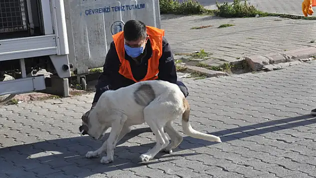 Akşehir'de sokak hayvanları kısırlaştırılıyor