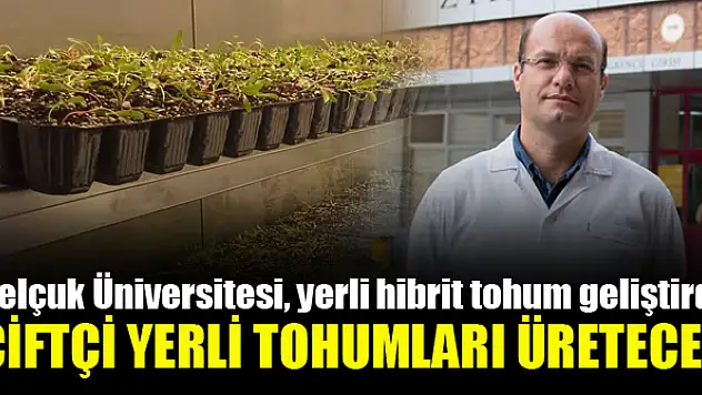 Selçuk Üniversitesi, yerli hibrit tohum geliştirdi