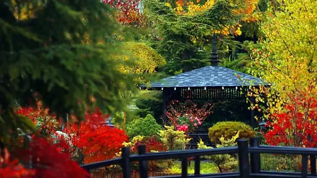 Japon Parkı sonbahar renklerine büründü