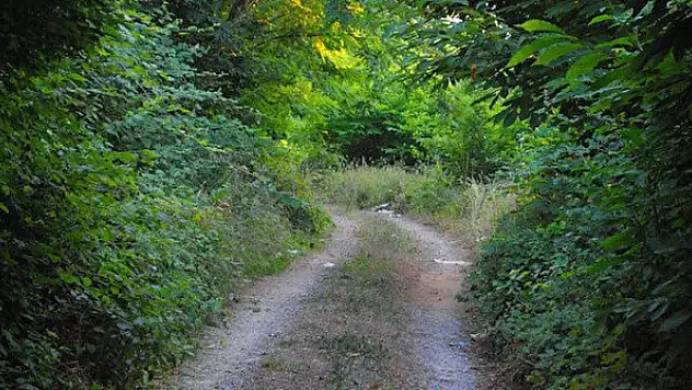 Orman yolu yaptırılacak