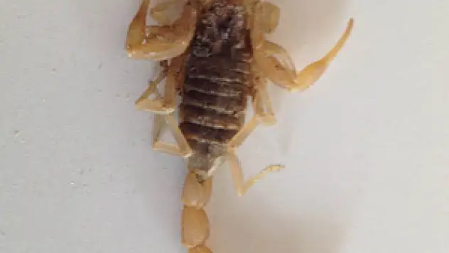 Akrebin soktuğu çoban hastanelik oldu