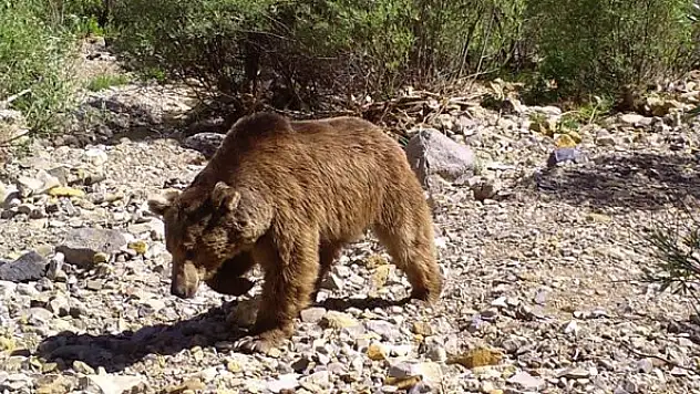 Bingöl'de yaban hayvanları fotokapanla görüntülendi