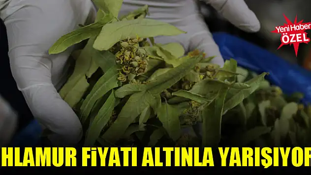 Ihlamur fiyatı altınla yarışıyor