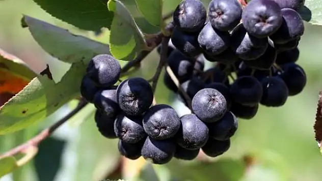 Salgında süper meyve 'aronya'ya ilgi arttı