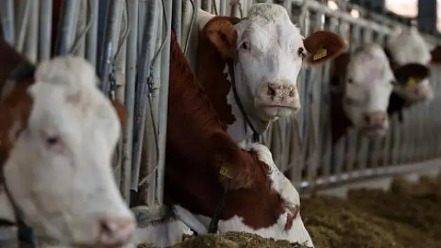 Tarımsal desteklerde 2022'de en yüksek pay hayvancılığın