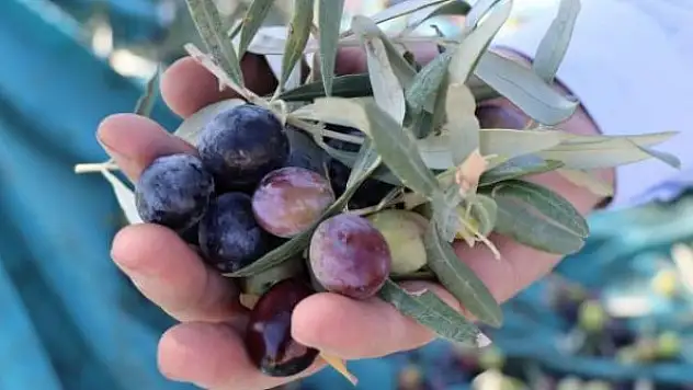 Türkiye'nin zeytin ihracatı 150 milyon doları aştı
