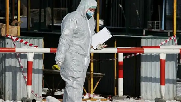 Belçika'da kuş gribi tespit edildi