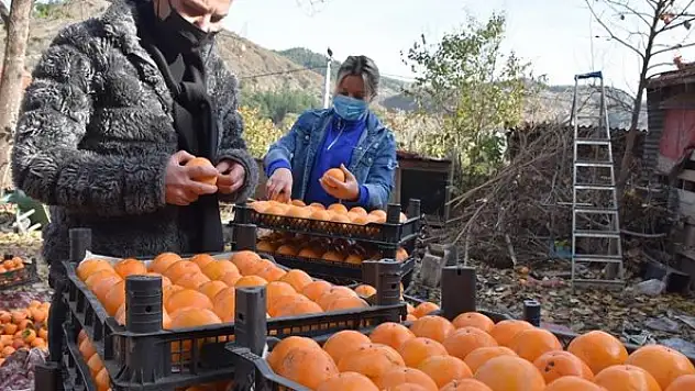 Bilecik'te hasadı süren hurma serada kurutularak sofralara ulaştırılıyor