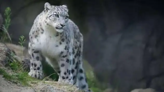 Üç kar leoparı koronadan öldü