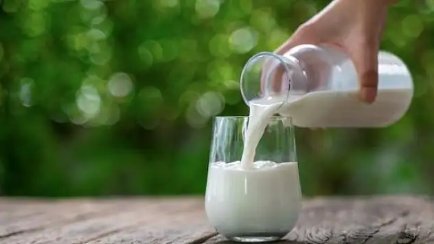 TİGEM, 77 bin tona yakın inek sütü satacak