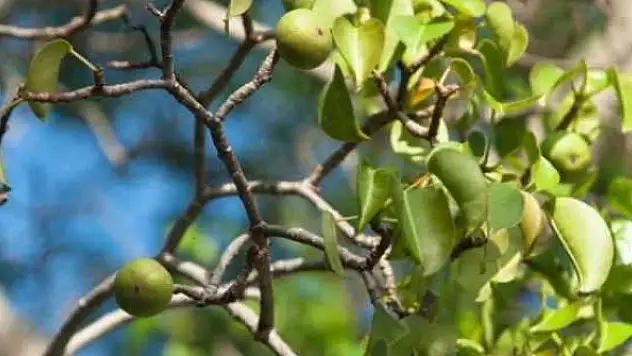 Dünyanın en ölümcül ağacı! Altında durmak bile tehlikeli