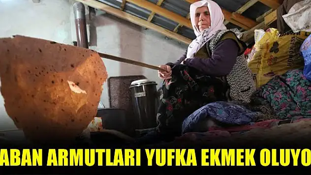Yaban armutları yufka ekmek oluyor