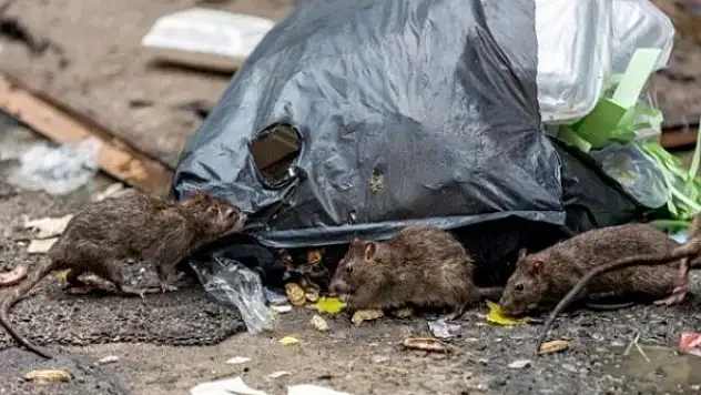 Bilim adamlarından korkutan uyarı: Bir sonraki salgını fareler yayacak