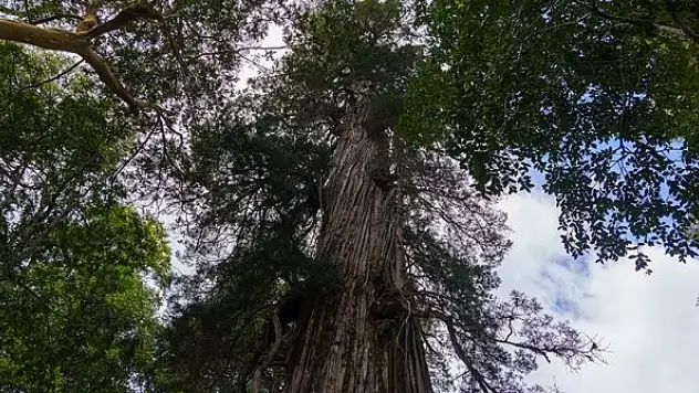 Arjantin'in 2 bin 600 yaşından büyük ağacı 'El Alerce Abuelo' çağlara meydan okuyor