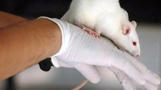 Bilim adamları 'kaybolan' hafızayı geri getirdi