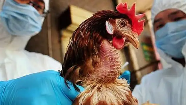 Rusya beyaz et ithalatı yasağını kaldırdı