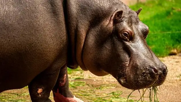 İlk kez su aygırlarında COVID-19 görüldü