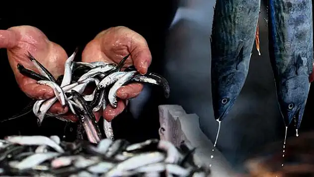 Karadeniz'de hamsi erken tükendi