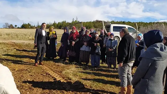 Derbent'te böğürtlen  fideleri dikildi