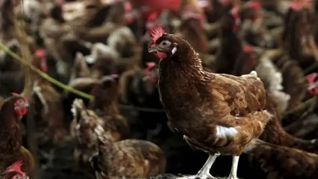 İngiltere'de 'kuş gribi' alarmı: 38 bina enfekte oldu