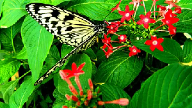 Kelebekler Selçuklu'da yükseliyor