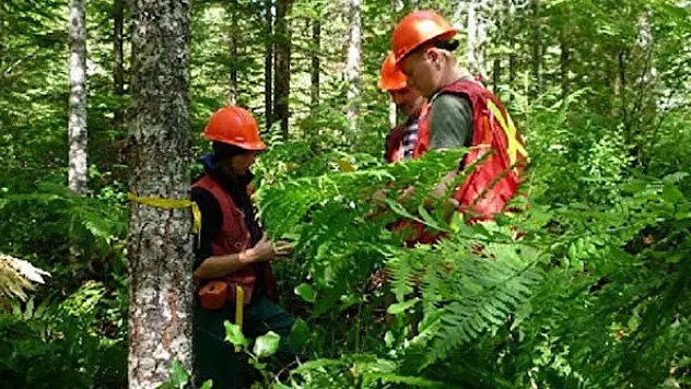 Orman Genel Müdürlüğü orman mühendisi alacak