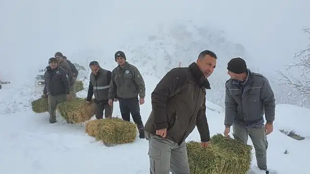 Karaman'da yaban hayvanlarına yem desteği