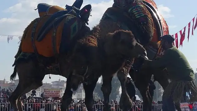 Deve güreşinde ezilmekten son anda kurtuldu