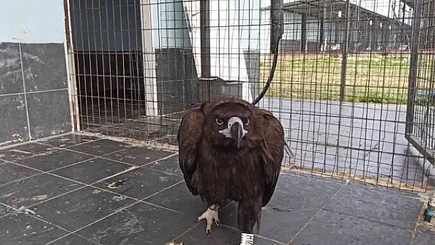 Yorgun düşen akbaba Keşan'da tedavi altına alındı