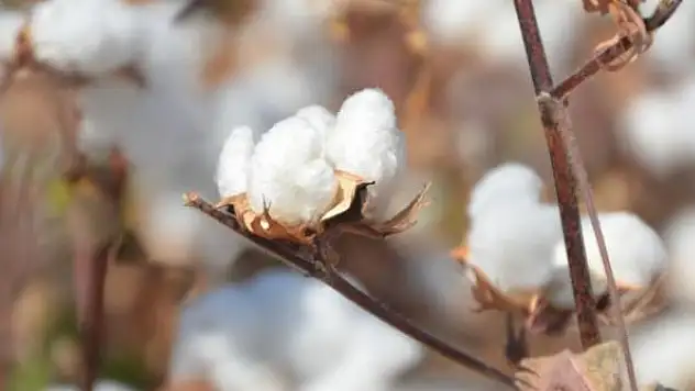 2021'in son haftasında en çok değer kazanan ürün pamuk oldu