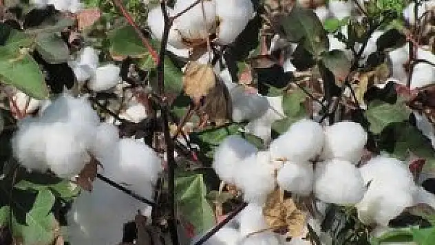 Yatırımcının 'beyaz altını' kazandırdı