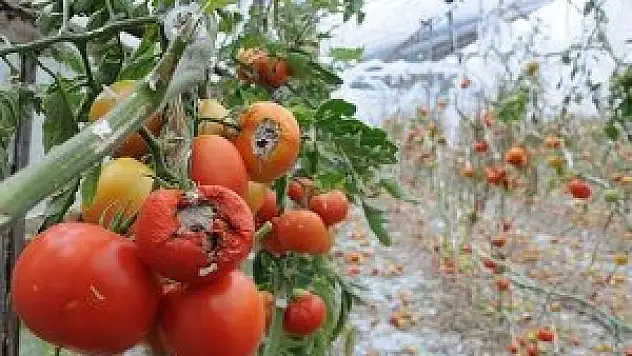 Tarıma 9 yılda 64 milyar liralık teminat