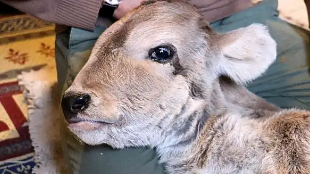 Engelli doğan buzağı için gözyaşı döküp yardım istedi