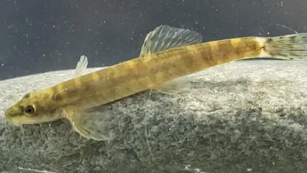 Leonardo DiCaprio'dan 47 yıl sonra görülen balık paylaşımı