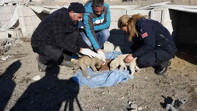 Belediye ekipleri sokak hayvanlarına yiyecek bırakarak aşılarını yaptı