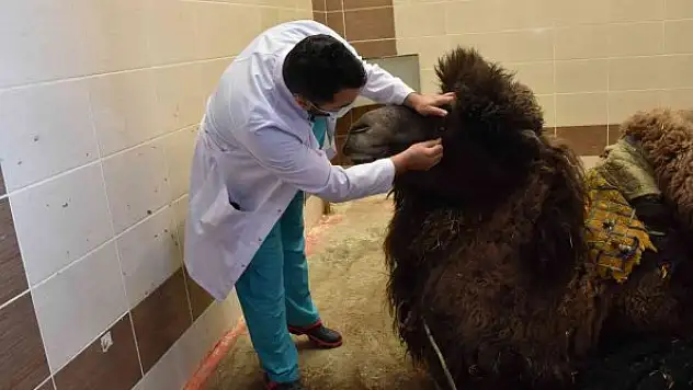 Burdur'da deveye katarak ameliyatı