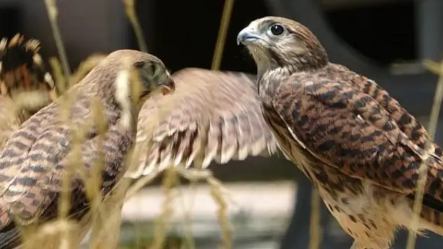 Tabiatta hastalanıyorlar, tedavi edilip doğaya kazandırılıyor