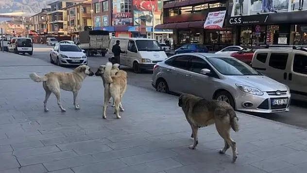 Vatandaşlar tehlike saçan sokak köpeklerine yönelik tedbir alınmasını istiyor