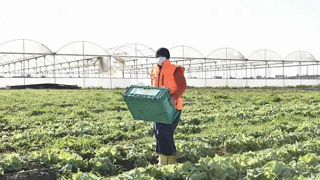 Kadınların ürettiği atom salatası market raflarında