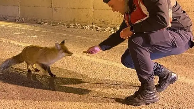 Jandarma aç kalan tilkiyi elleriyle besledi