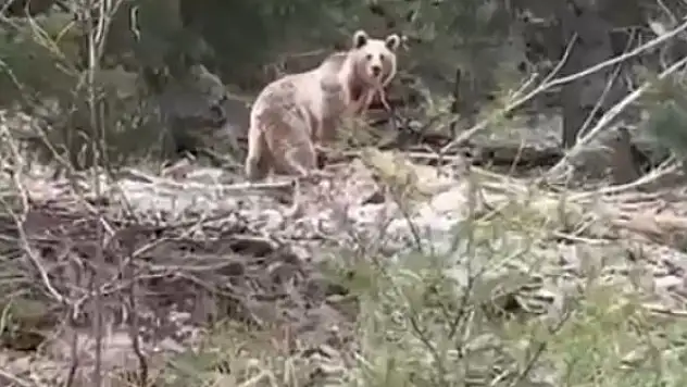 Ormanlık alanda karşılarına çıkan ayıyla neye uğradıklarını şaşırdılar